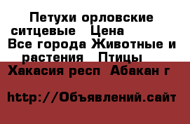 Петухи орловские ситцевые › Цена ­ 1 000 - Все города Животные и растения » Птицы   . Хакасия респ.,Абакан г.